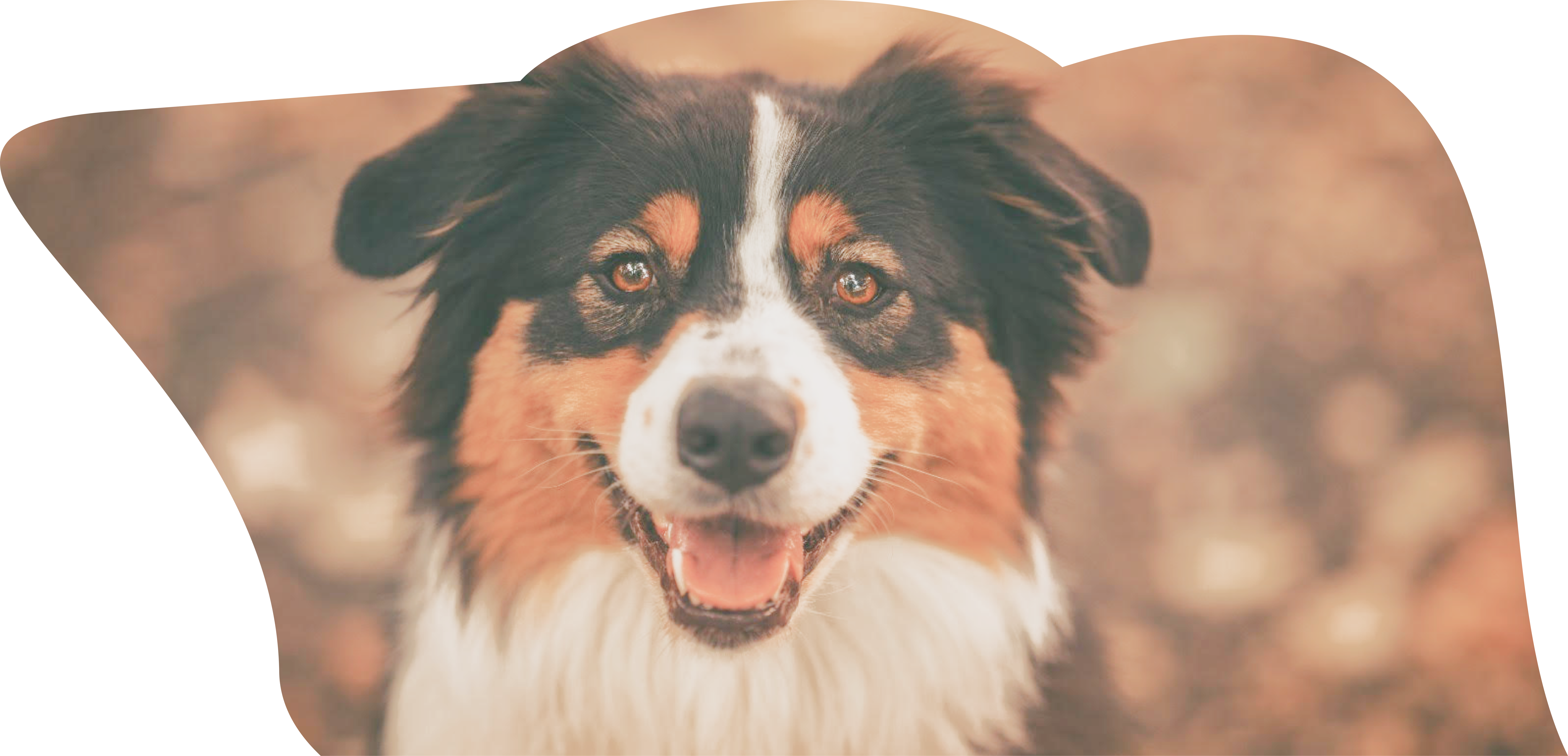 Chien toiletté dans une serviette